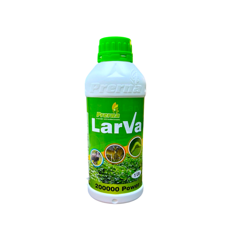 Larva - लार्वा
